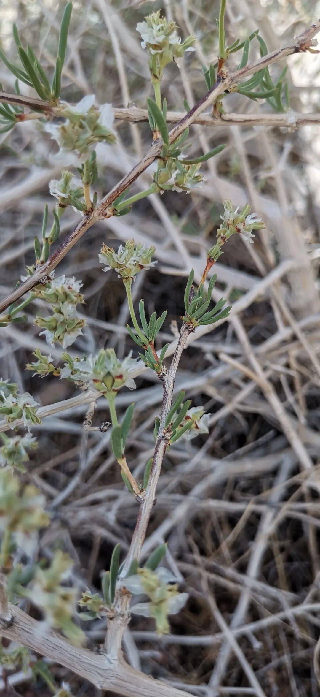 乌拉特后旗发现8丛世界自然保护濒危物种——裸果木_植物