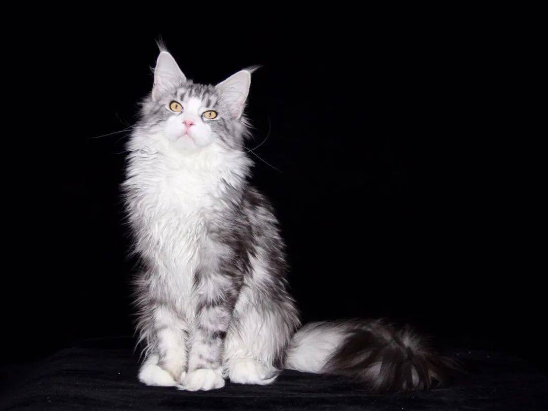ring  : 缅因库恩猫 xiangnaier 来自 艺匠猫舍 所有人:caoxikai