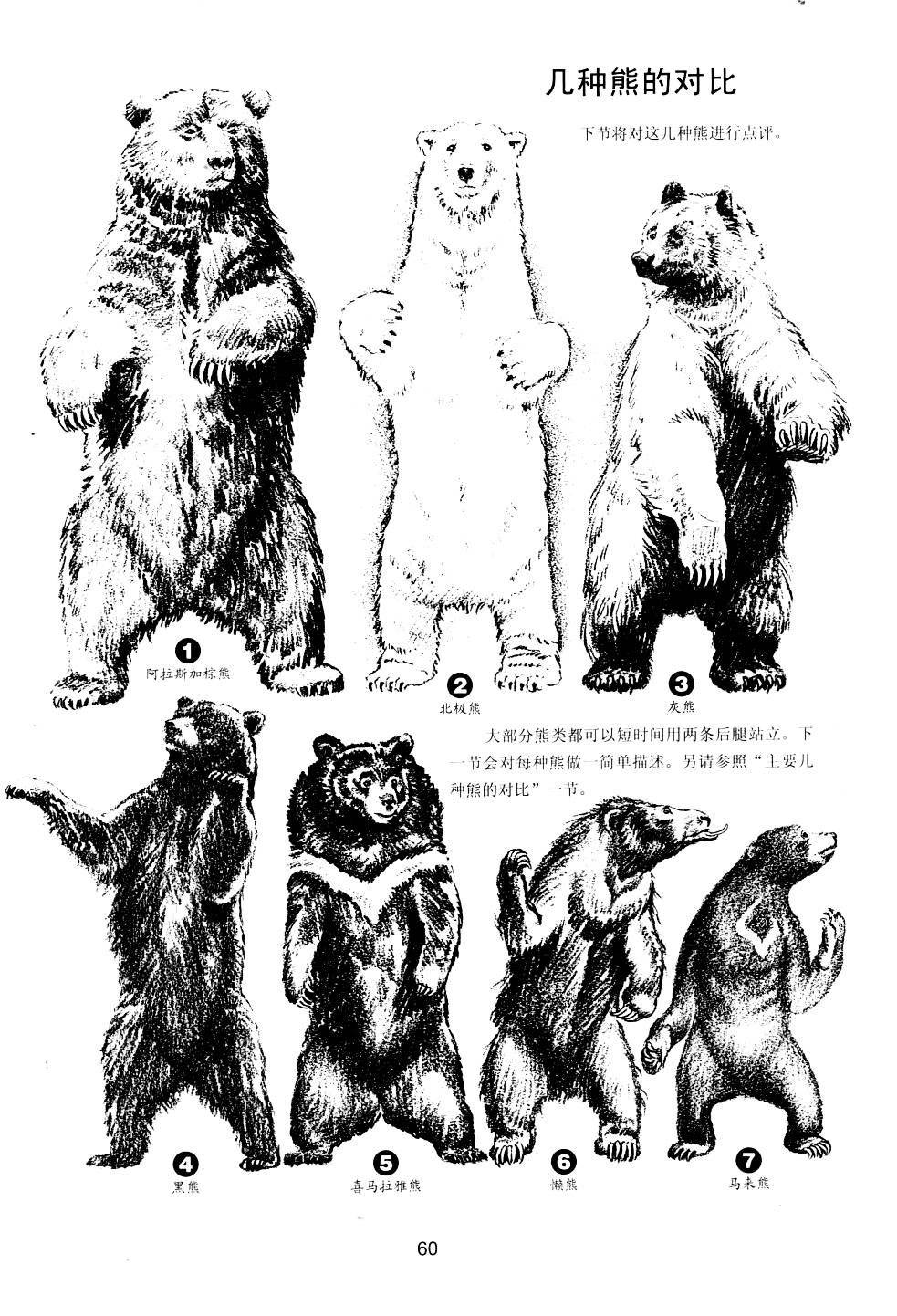 世界绘画经典教程：动物素描-搜狐大视野-搜狐新闻