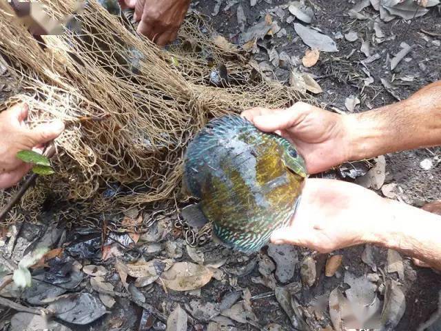 原生魅力今天分享亞馬遜野採七彩