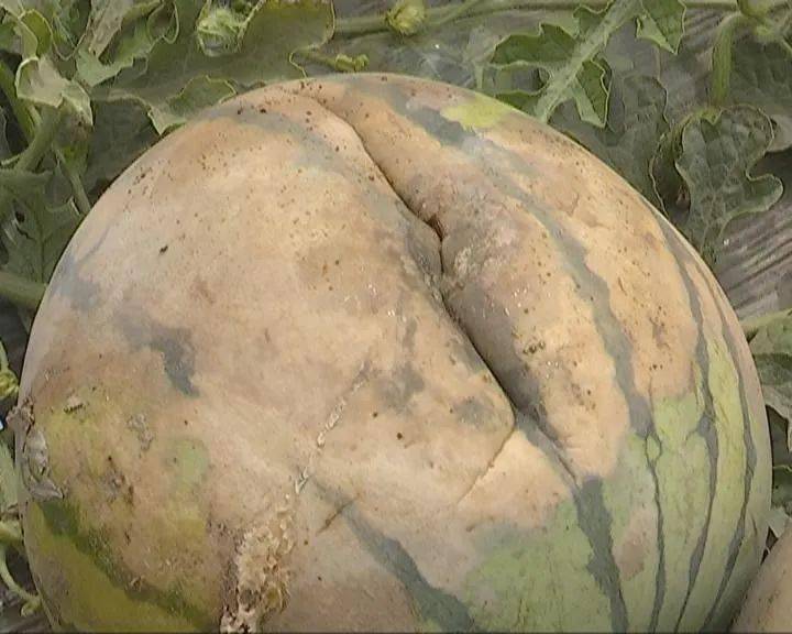 五亩西瓜被戳洞瓜农损失惨重是谁下此毒手