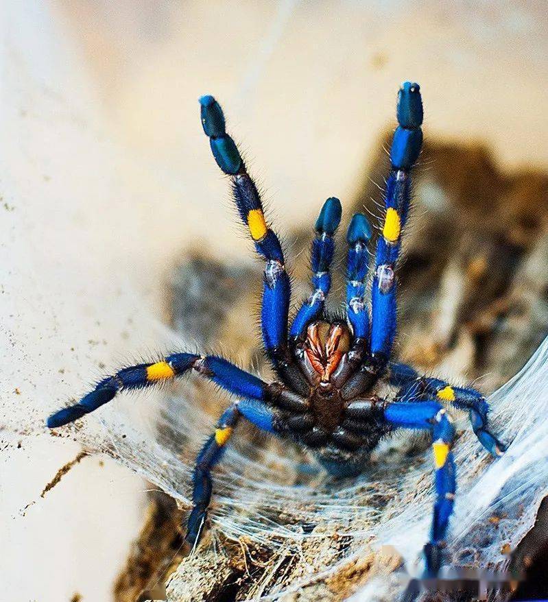 华丽蓝宝石雨林蜘蛛图片