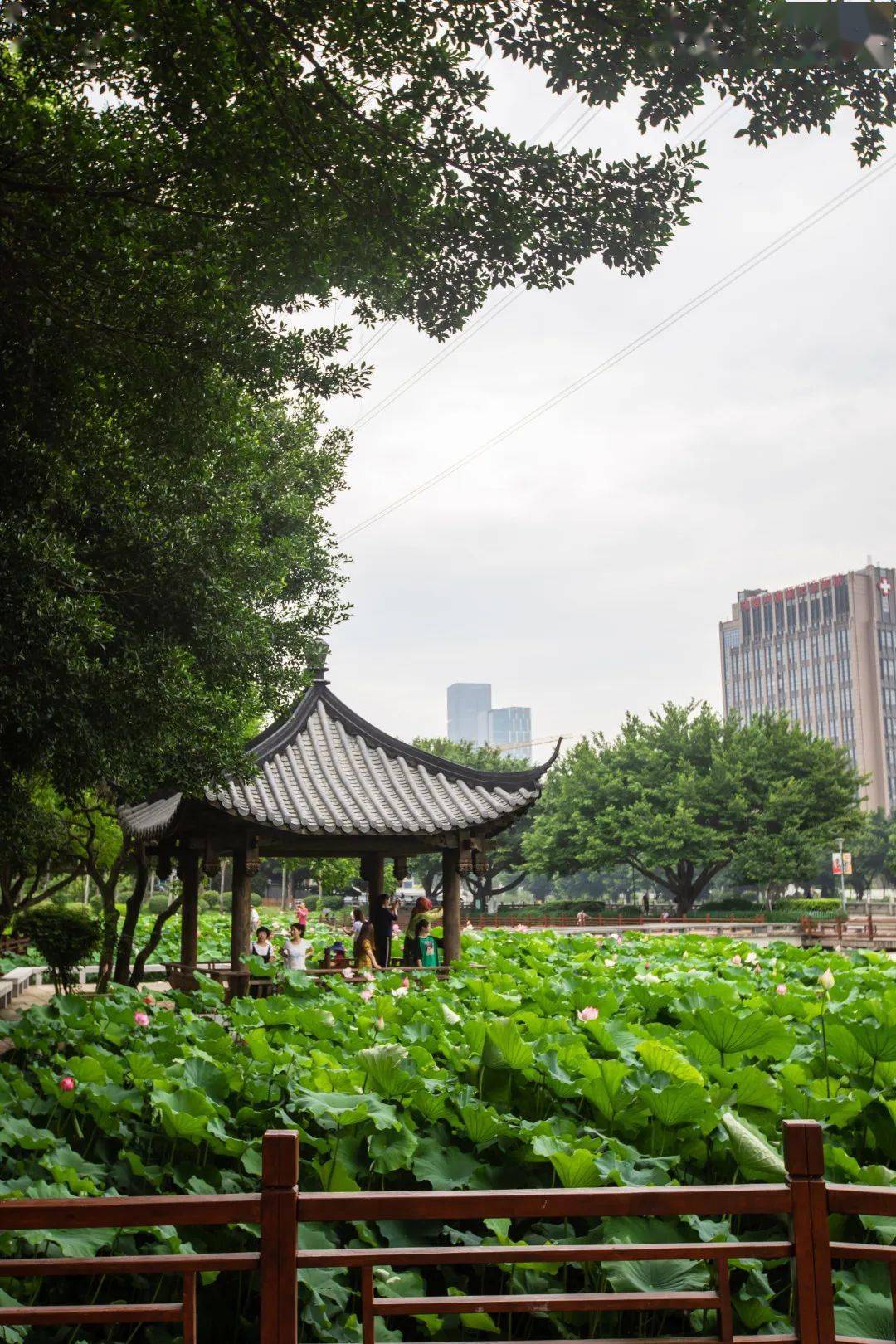 提升改造後的光明港公園迎來新一季荷花,荷花分佈在光明湖,雙子湖