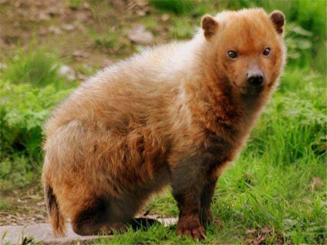 地球上唯一长有脚蹼的狗长得像平头哥能捕获大自己5倍的猎物