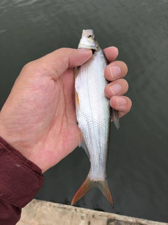 都说人靠衣裳路亚靠竿,新竿开光 爆钓红尾