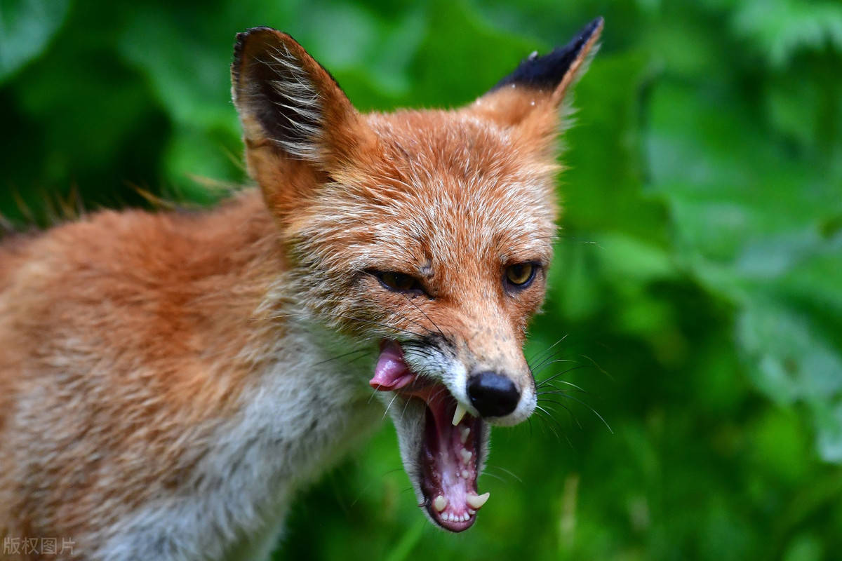 实拍俄罗斯岛狐狸,吐舌怒吼炯炯有神