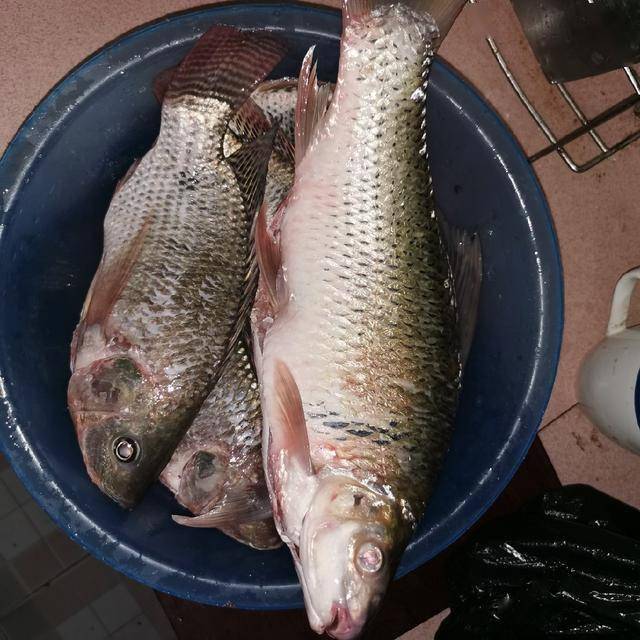 土鲮先留着,改天做豆豉鲮鱼,先做个红烧罗非,右江的罗非还是很好吃的