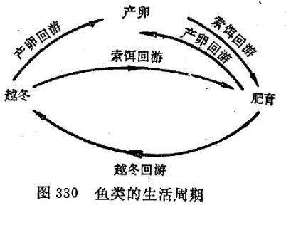 产生鱼类洄游的原因,是由于鱼类本身的生理要求,包括对饵料丰富水域