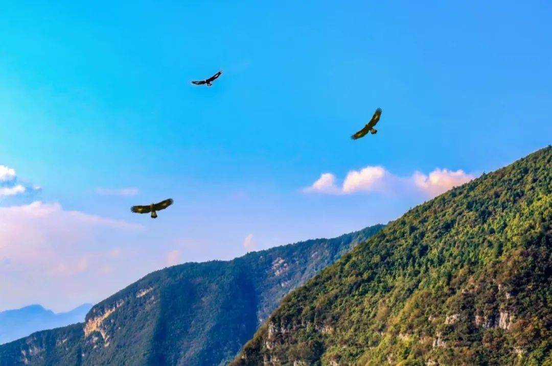 巫山灵鸟满山飞!(附大量图片)