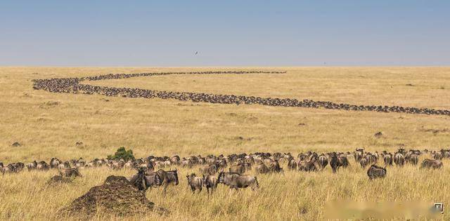 动物们危机四伏的迁徙之路谁又能走到最后