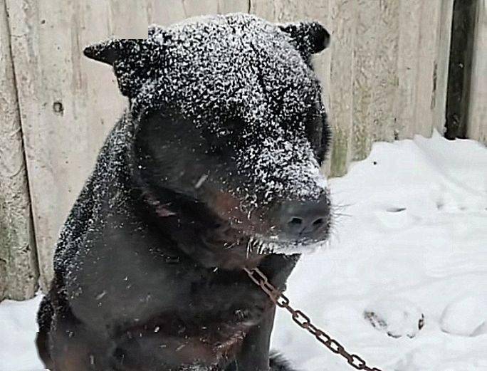 下雪天主人不让狗狗进屋狗狗在雪地冷得发抖身上沾满雪
