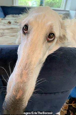 在美国就有这么一只狗狗,依靠自己的"细长脸",吸引了20万粉丝.