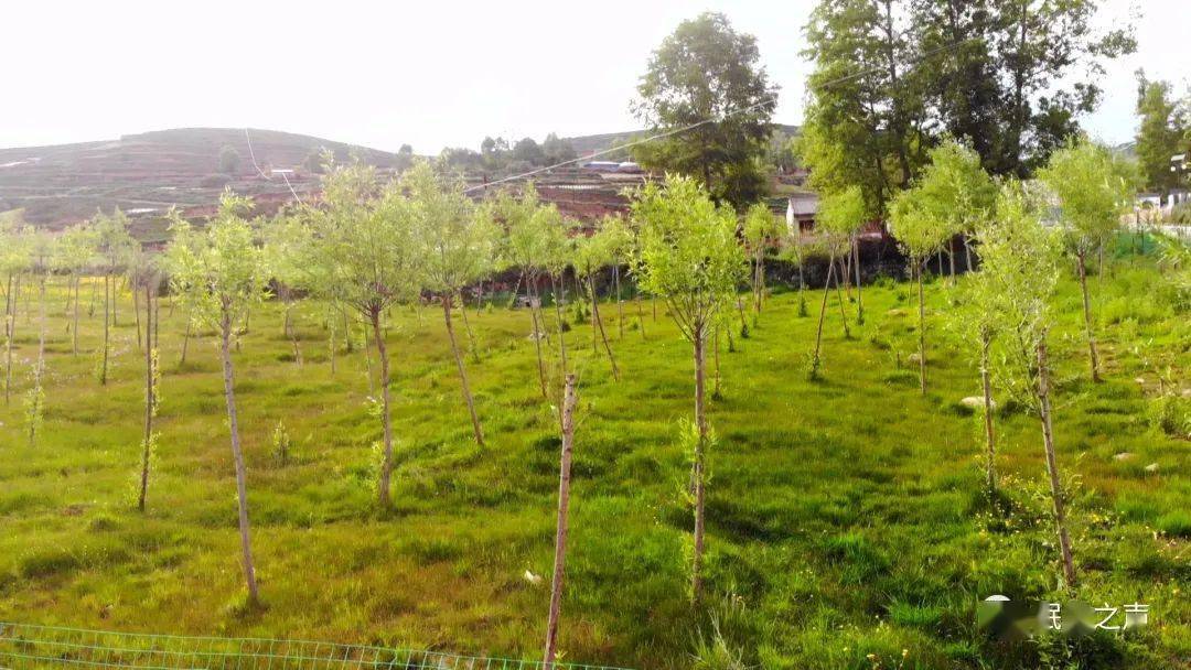 遇见蒲麻岷县蒲麻镇打造一村一景提升乡村颜值