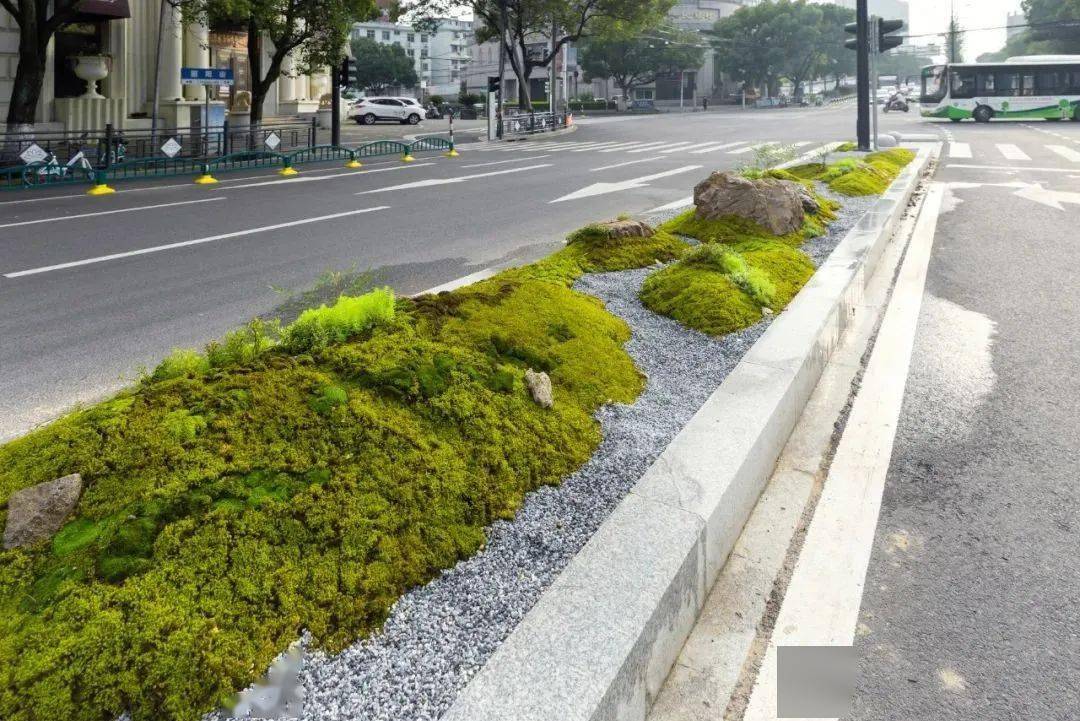 丽阳街——苔藓街景新风貌