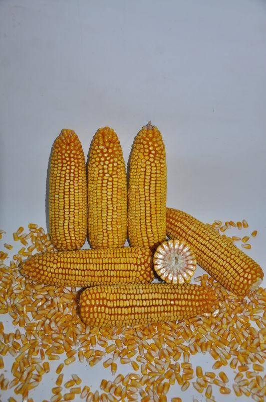 国家农业农村部双国审玉米品种——东单1331亩产上千斤