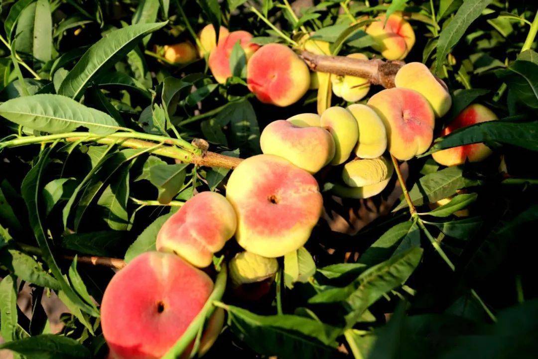 这里的蟠桃盛宴等您盐山周边的客人快来