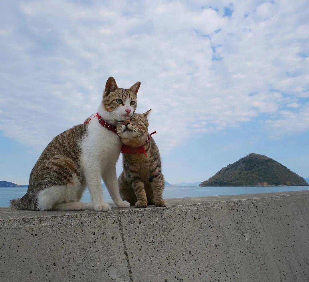 日本"猫岛"被投毒4年,活下来不到1/3,凶手终于找到了!_猫咪