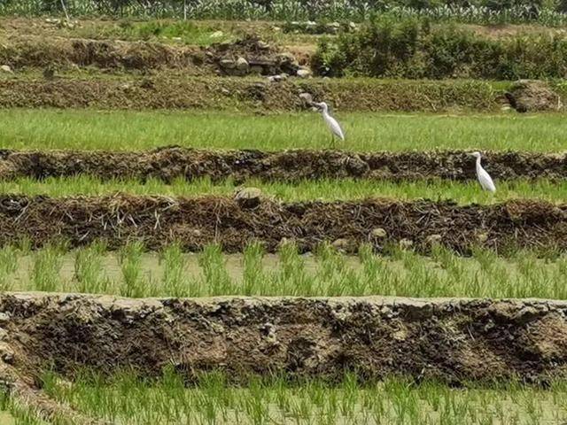 到长安,听蛙鸣的声音_稻田