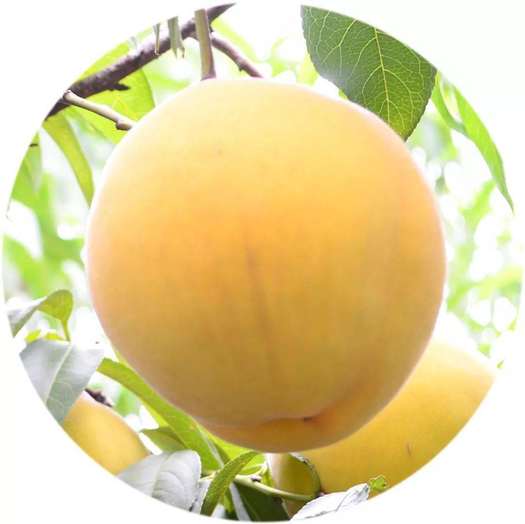 青村"锦香"早黄桃新鲜上市啦!