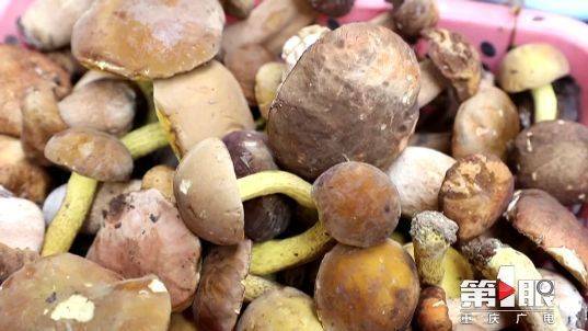 野菌飘香时 尝鲜须谨慎丨"剥皮侠"一口气剥了14棵树的树皮