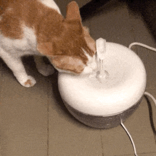 307_307gif 动态图 动图