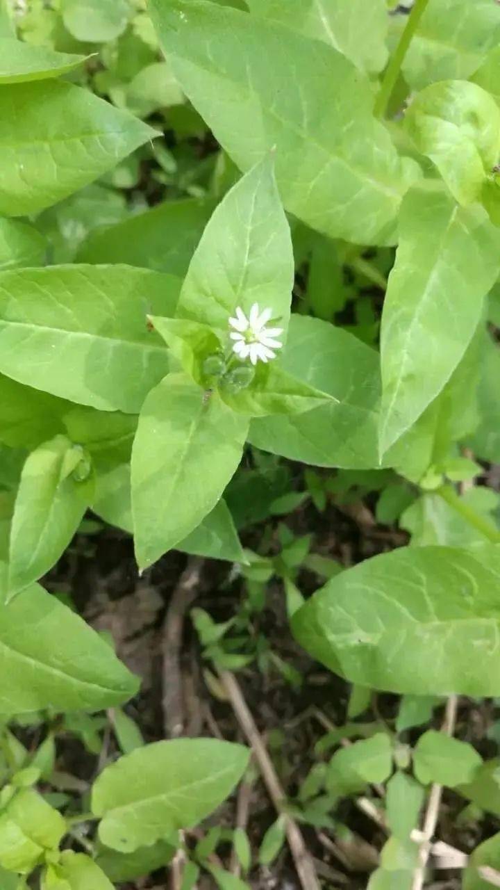 周末随笔路边野花