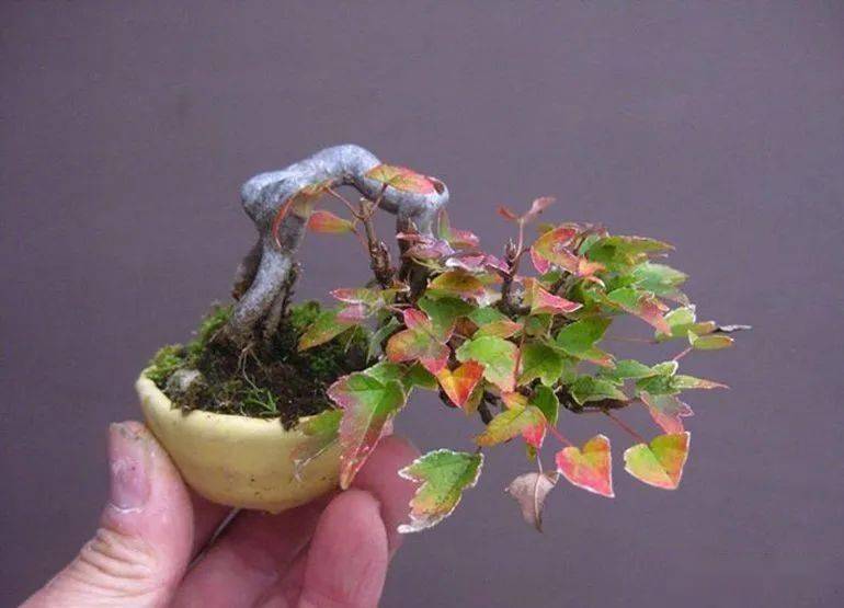 盆景极小极小多小最小不过拇指盆景