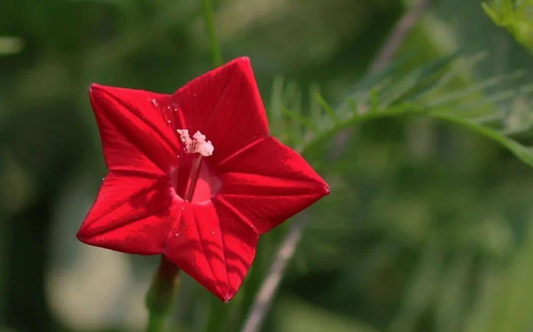 一朵红五星花