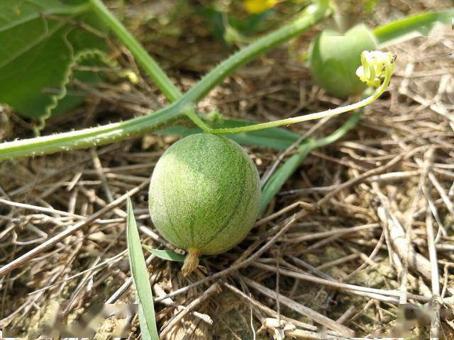 玉米地中的小西瓜,过去老人常说有毒不能吃,如今一斤价格40元