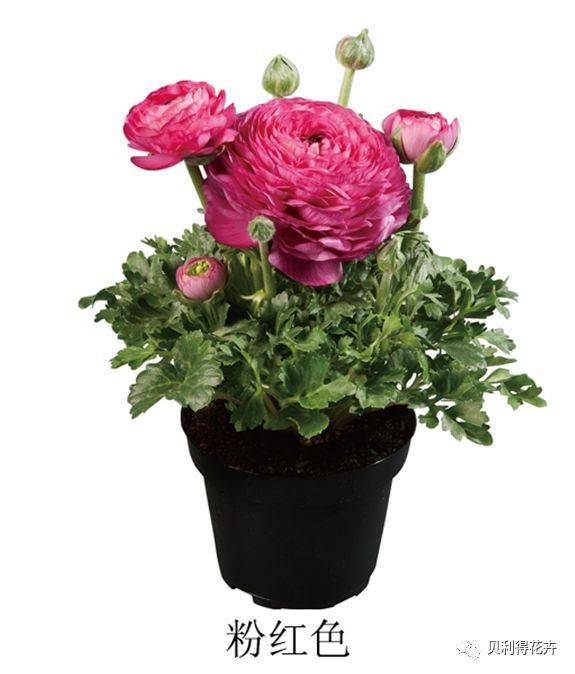 花中仙子芹叶牡丹花毛茛