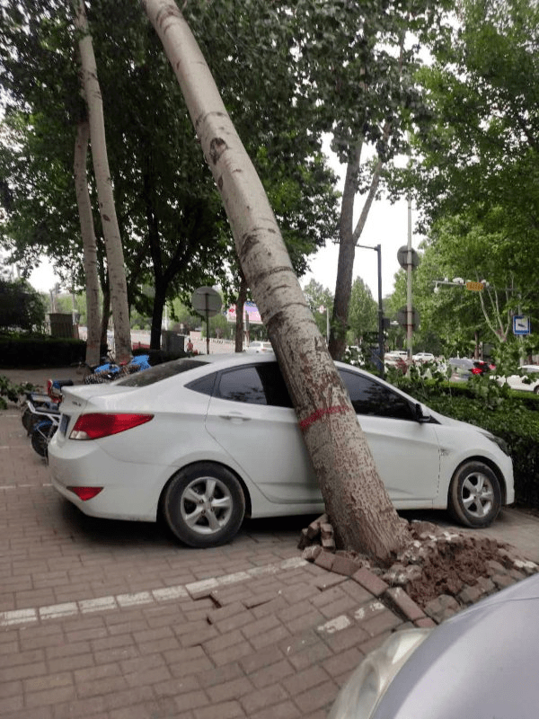 突发长兴中路一辆汽车被大树砸中