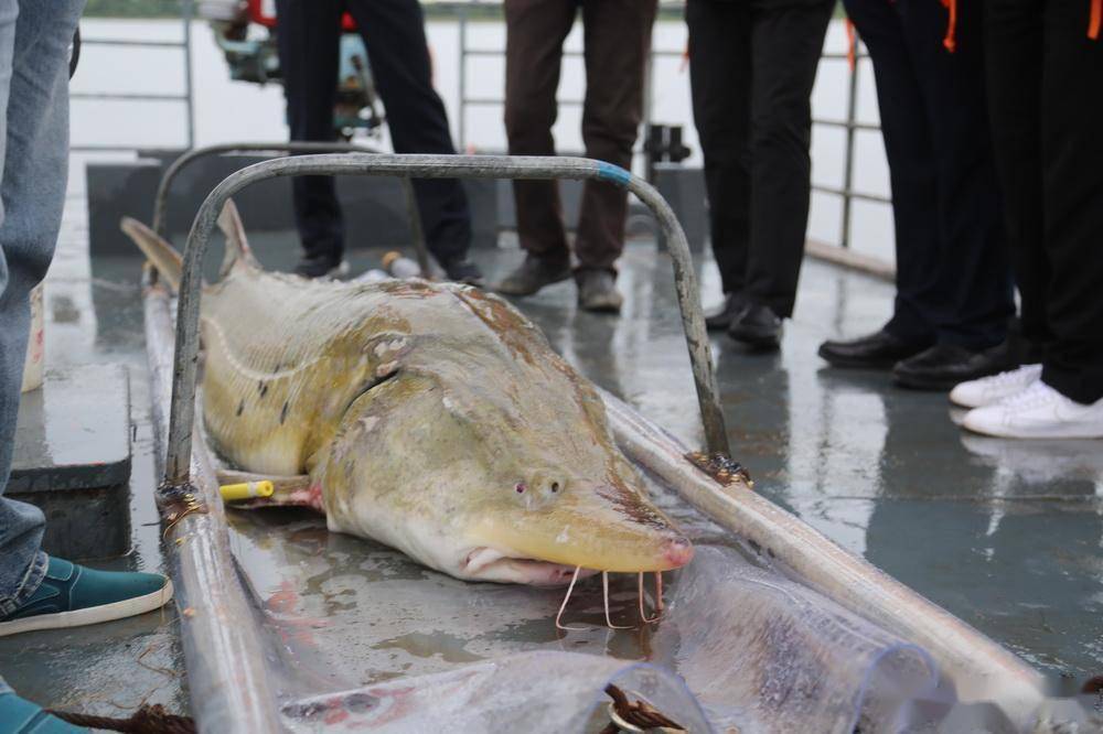 黑龙江黑河:获救助的达氏鳇回归大自然