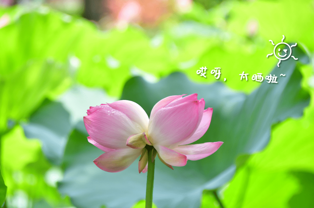 夏至奇景宛如荷花仙子下凡禅荷花岛一连长出九朵并蒂莲