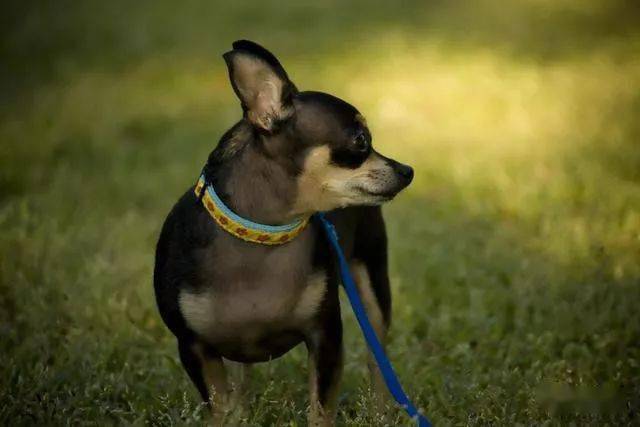 4种小型犬里面最凶的狗狗,别惹它们!