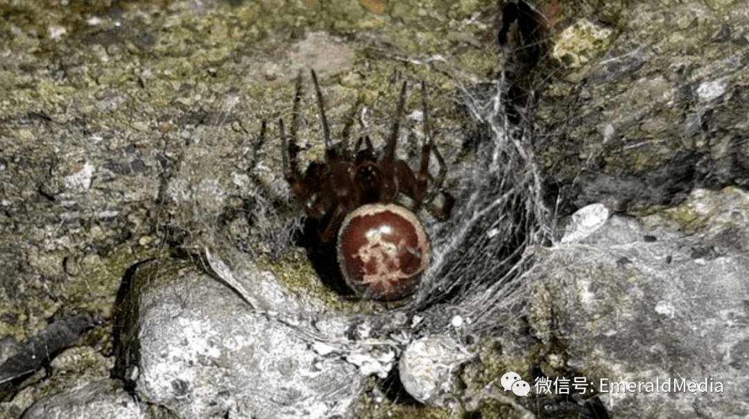 小心遍布爱尔兰的假寡妇蜘蛛比最初设想的有毒得多