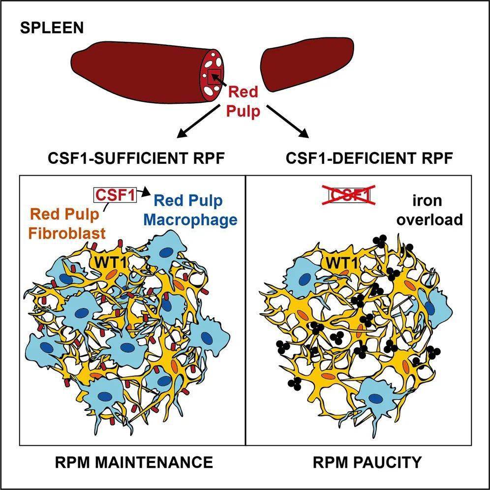 科学家发现维持脾脏红髓巨噬细胞的微环境