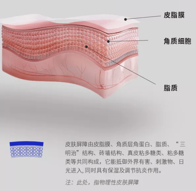 屏障由皮脂膜,角質層角蛋白,細胞間脂質組成,是皮膚的保護牆.