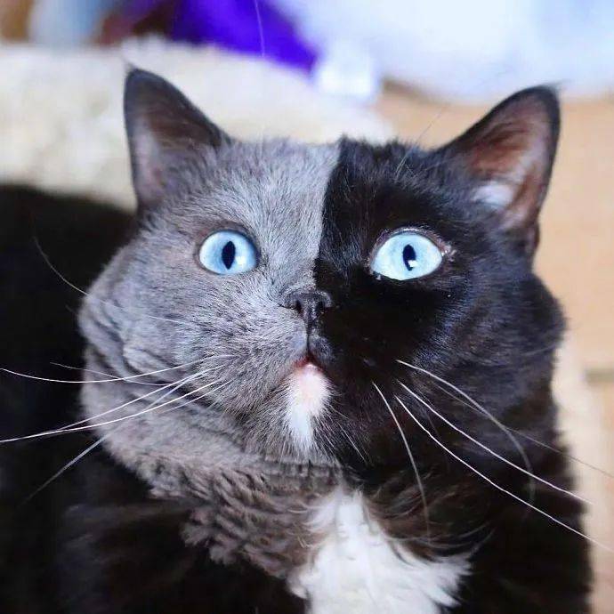 阴阳脸的猫爸爸生出的儿砸居然是这样的!