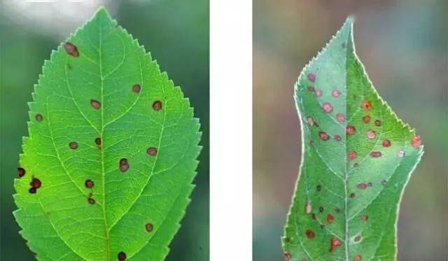 苹果褐斑病的发生规律与防治