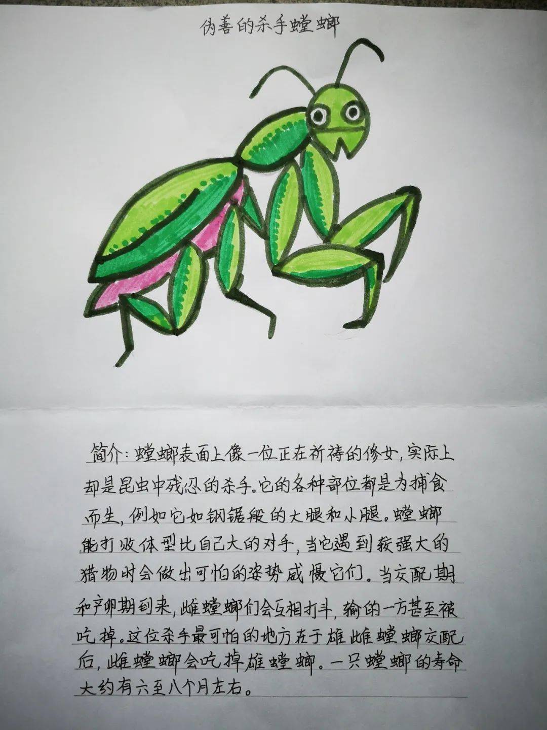 螳螂昆虫档案卡图片