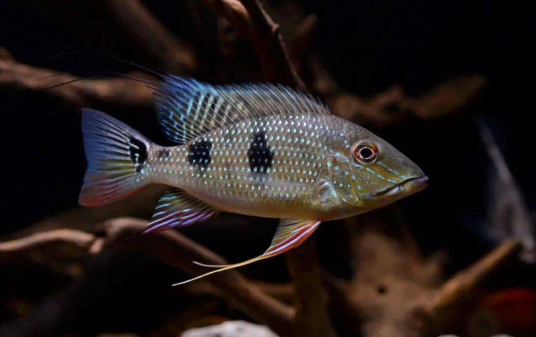 食土鲷 | 品种图鉴 | 栖息地 | 原生态造景