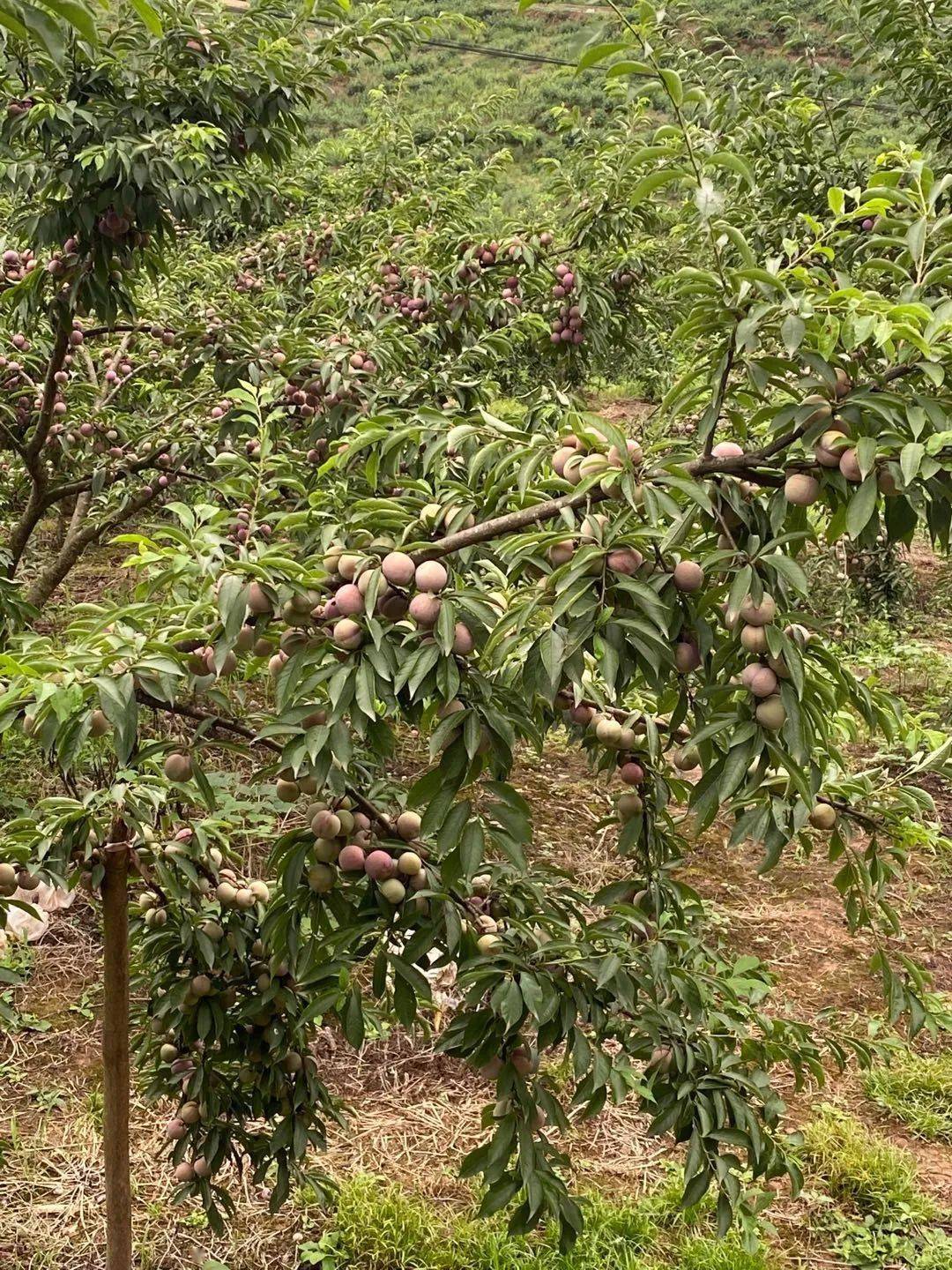 忠孝村李子共计种植了几百亩,主要品种为福建李,产量上百万斤,涉及