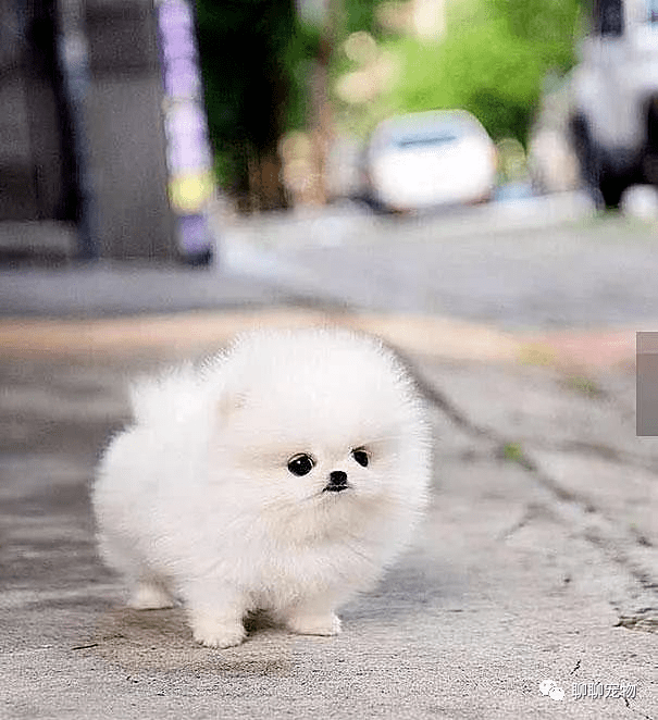 超萌动物大集合,狗狗的迷之微笑,北极熊萌的超过了小熊猫