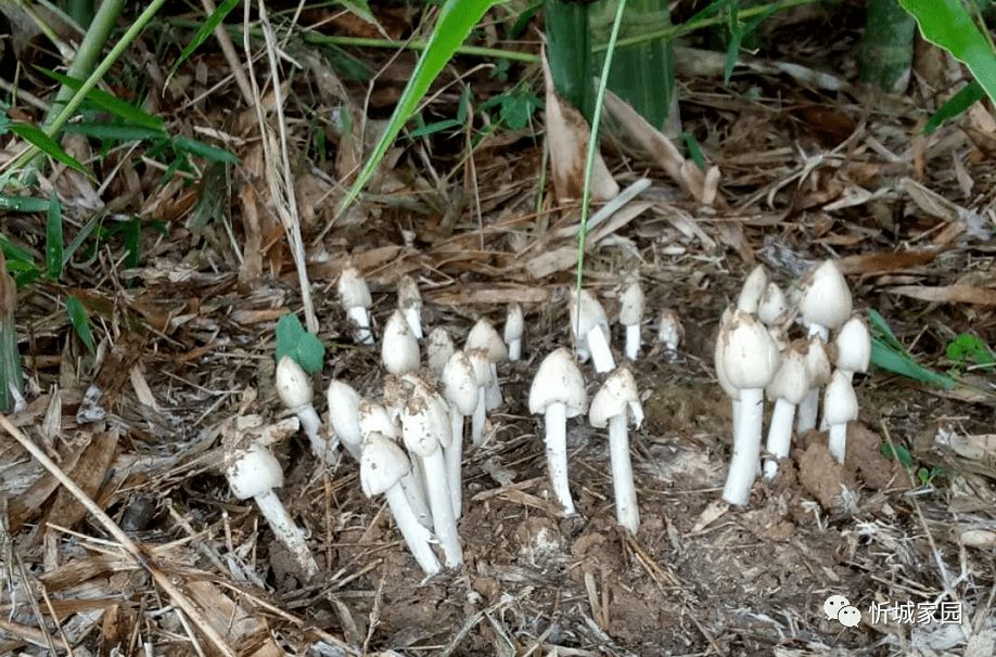 "鸡肉菇"因天然,野生,稀有而名贵.