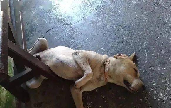 狗狗来邻居小姐姐家讨饭,见无人理睬,倒地装饿死,好一个戏精