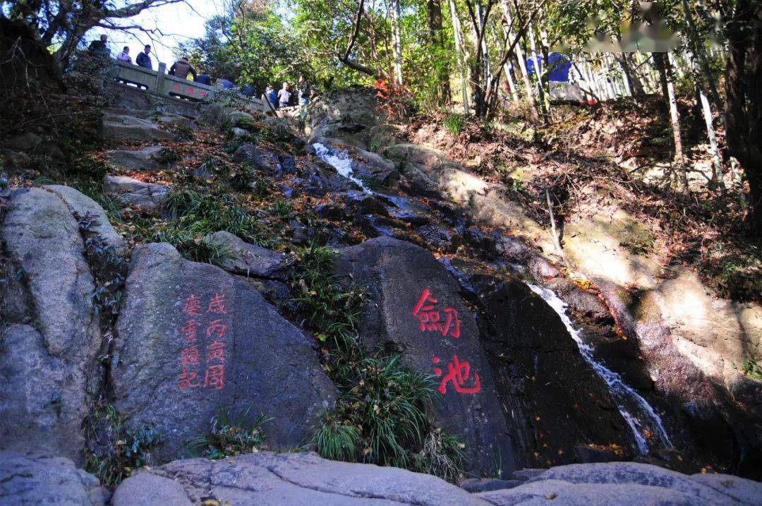 睡莲盛开 犹如身披轻纱的少女 出淤泥而不染 濯清涟而不妖 品千秋剑气