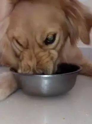 皱鼻子,也有很多主人特别讨厌狗狗这个行为,总感觉狗狗是护食的行为