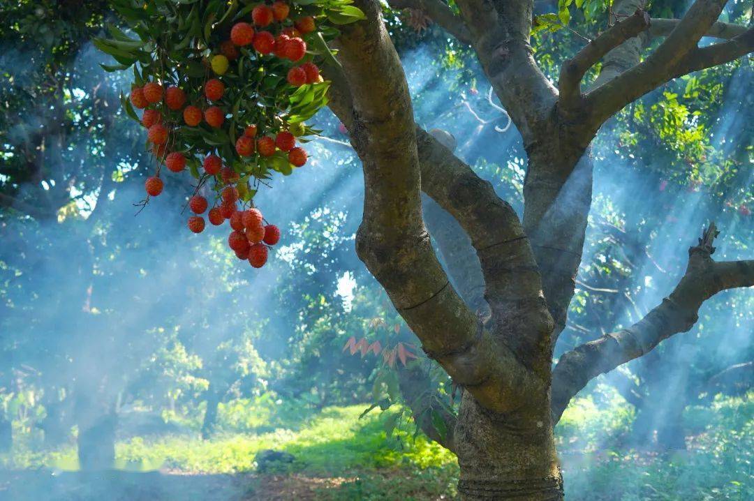 松山湖最后一批荔枝在这里