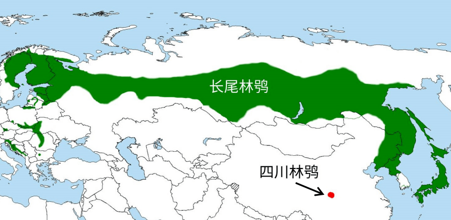 猫头鹰家族漫谈(三):林鸮属_长尾