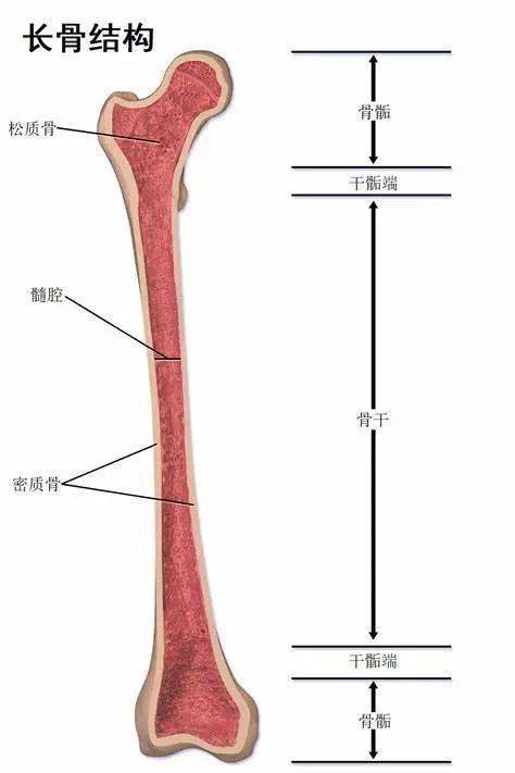 当骨骺与骨干间的生长板完全被骨组织取代,骨骼便不再生长,称之为骨骺